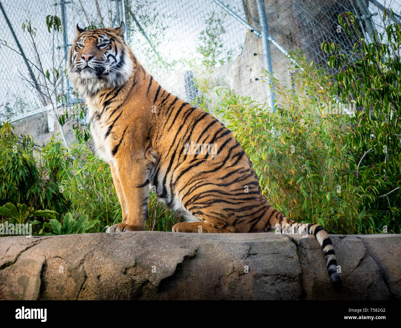 La tigre di Sumatra presso lo Zoo di Chester Isole seduto su una roccia Foto Stock