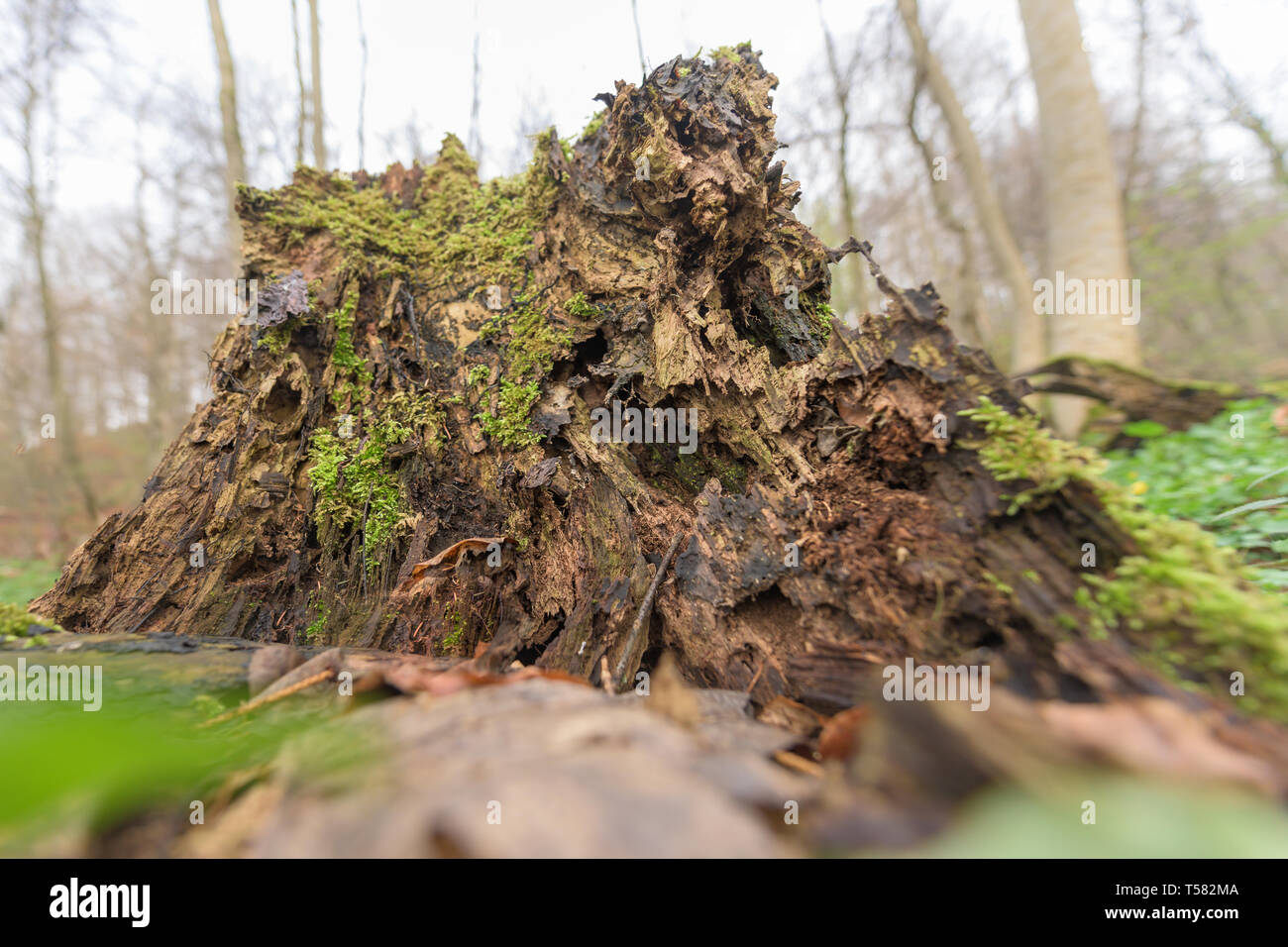 Habitat naturale per gli insetti nella foresta. Legno marcio come protezione per preservare la biodiversità Foto Stock