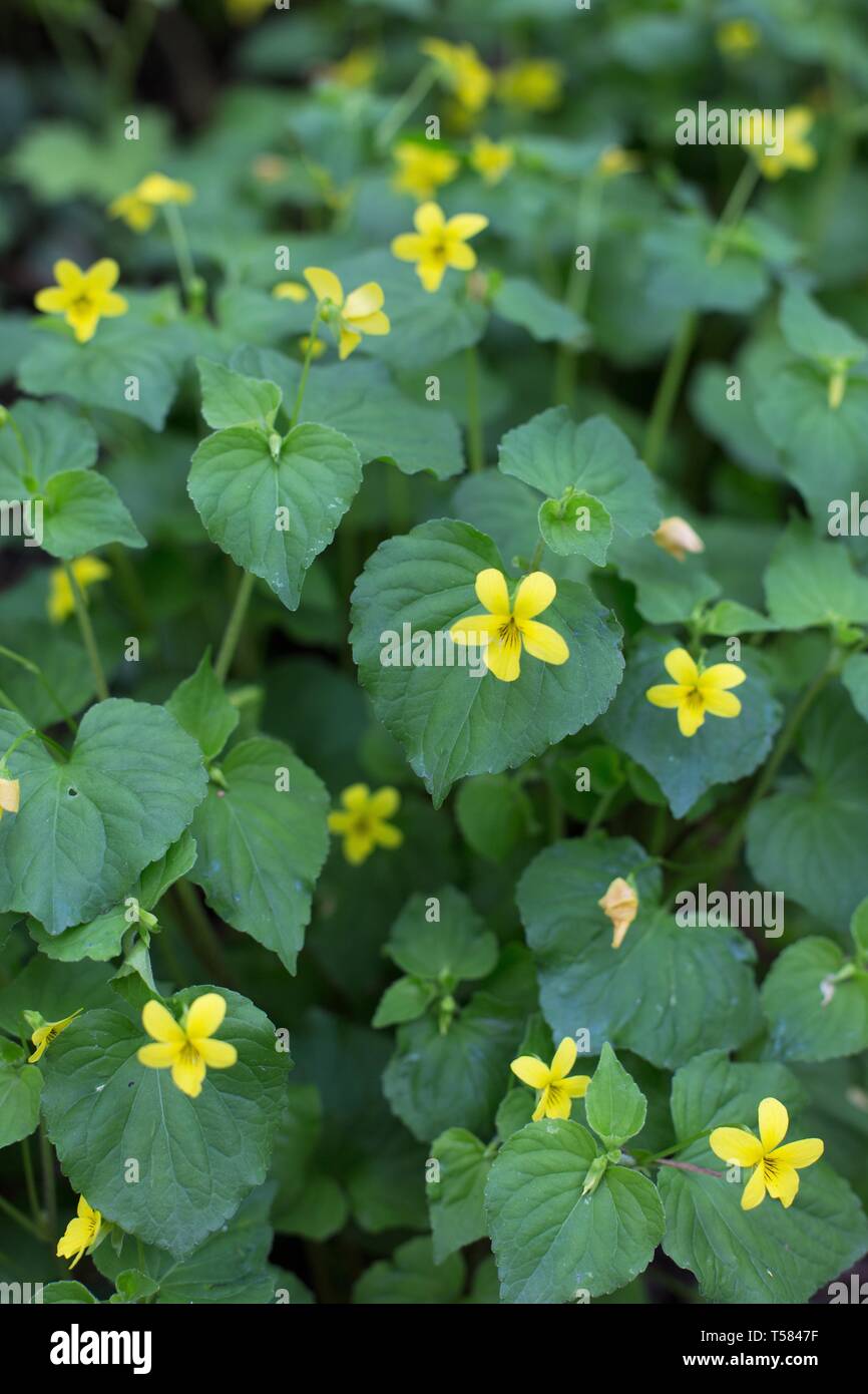 Stream violette - viola - glabella in Hendricks park di Eugene, Oregon, Stati Uniti d'America. Foto Stock