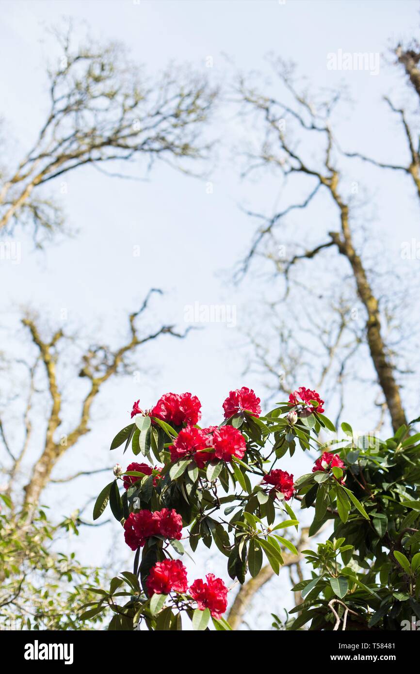 Rhododendron 'Bibiani' crescendo in Hendricks park di Eugene, Oregon, Stati Uniti d'America. Foto Stock
