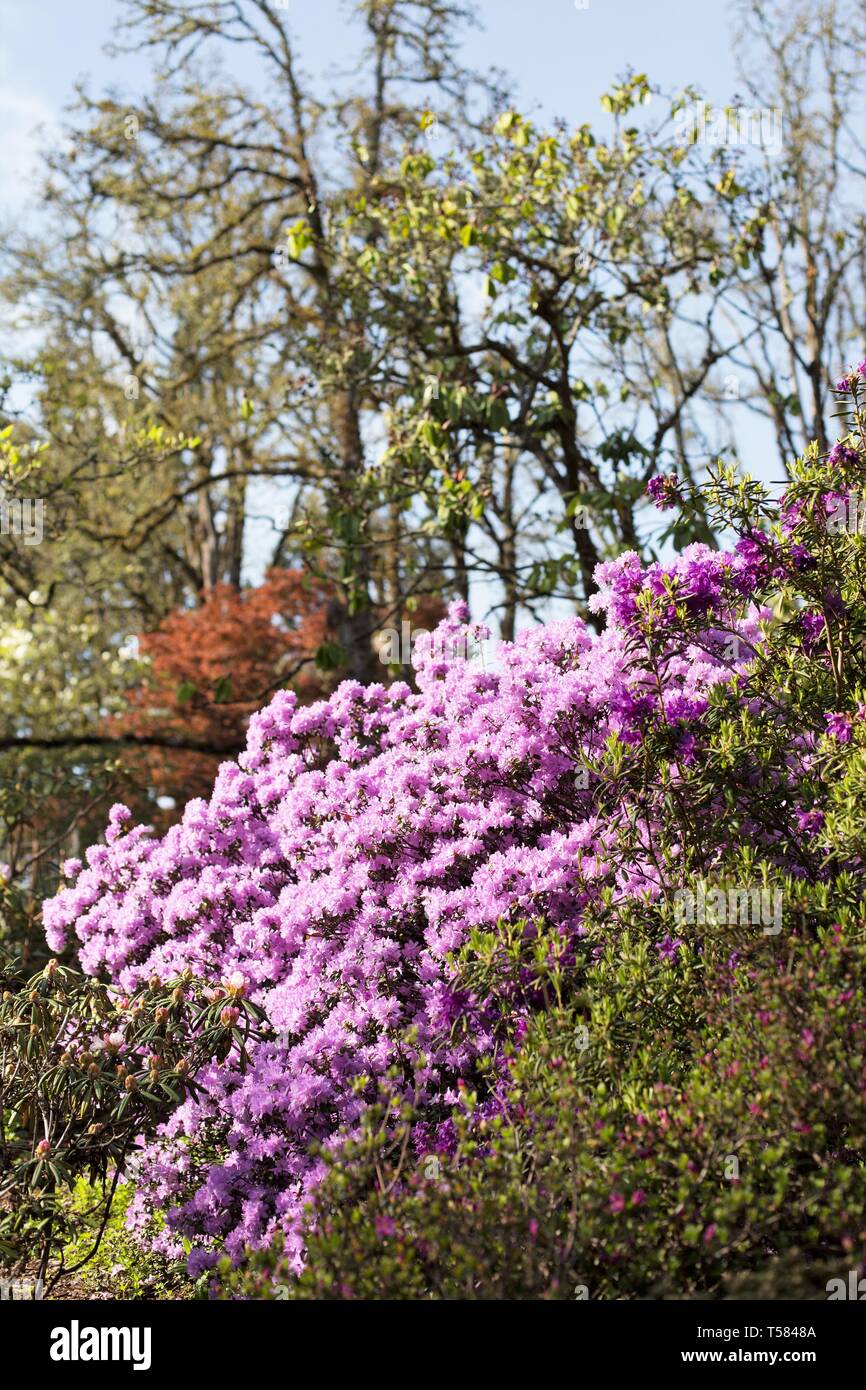 Rosa di fioritura dei rododendri in Hendricks park di Eugene, Oregon, Stati Uniti d'America. Foto Stock
