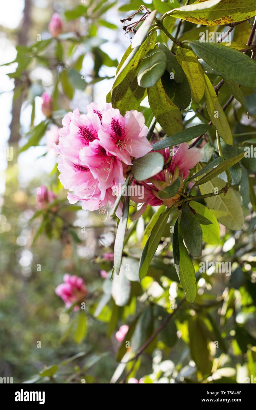 Rosa fiori di rododendro in Hendricks park di Eugene, Oregon, Stati Uniti d'America. Foto Stock