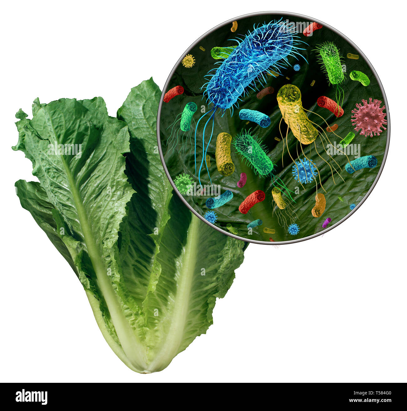 I batteri e i germi di verdure e il rischio per la salute di contaminati ingestione di cibo verde compresi lattuga romana come produrre la contaminazione. Foto Stock