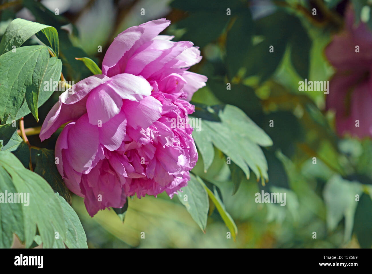Rosa peonia cinese di fiore in fiore in primavera sulla foglia sfocata sullo sfondo Foto Stock