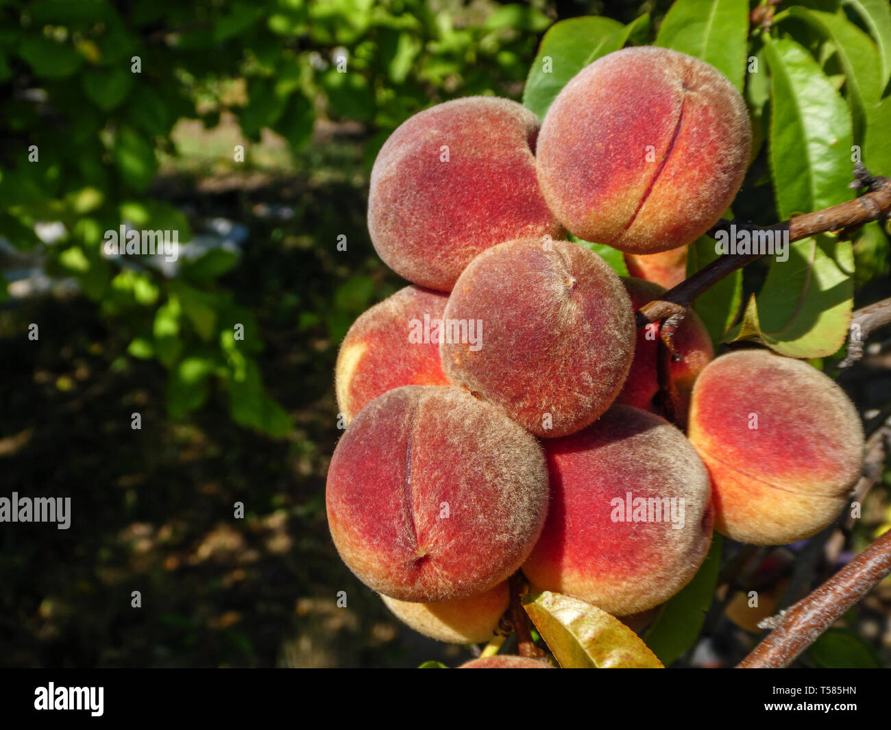 Frutta naturale. Pesche Pesche sui rami di alberi Foto Stock
