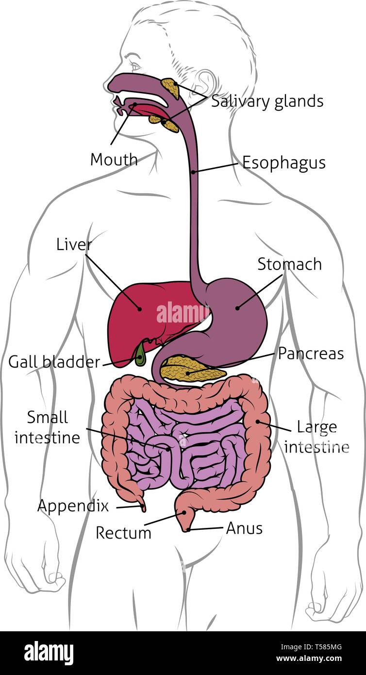 Digestivo umano Tratto Gastrointestinale schema Illustrazione Vettoriale