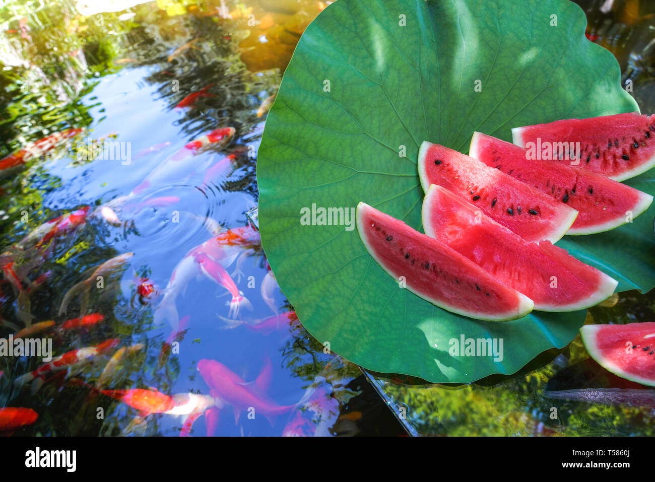 L'acqua di stagno melone Foto Stock