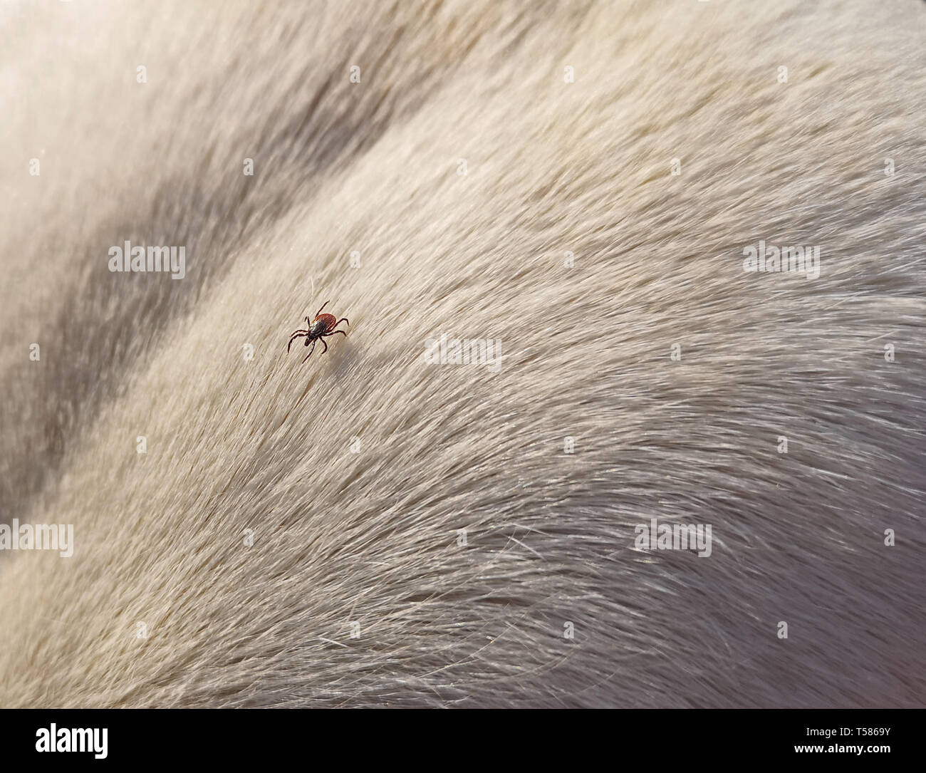 Close up di spunta su la pelliccia di un cane bianco Foto Stock