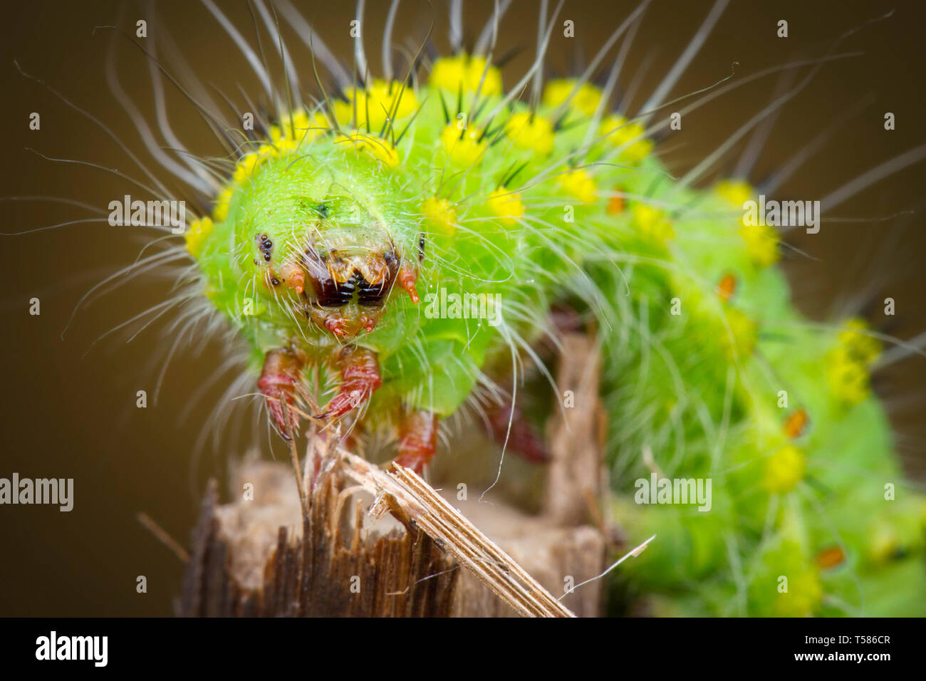 Saturnia pavonia Green monster macrofotografia larva membro Foto Stock