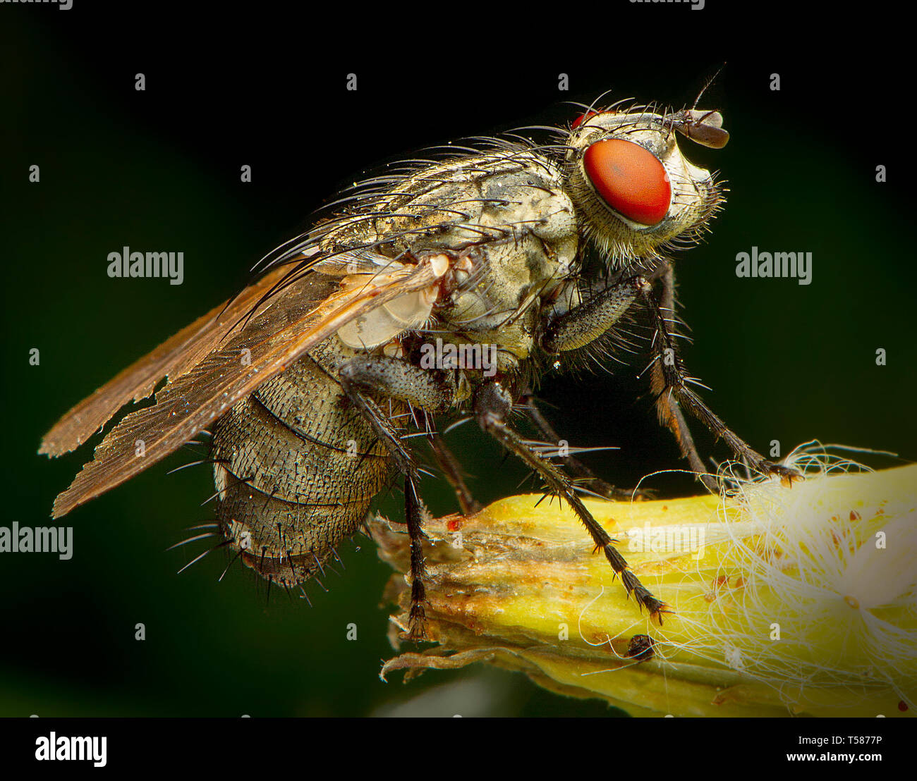 Fly phography macro in posa e mostra le sue ali Foto Stock