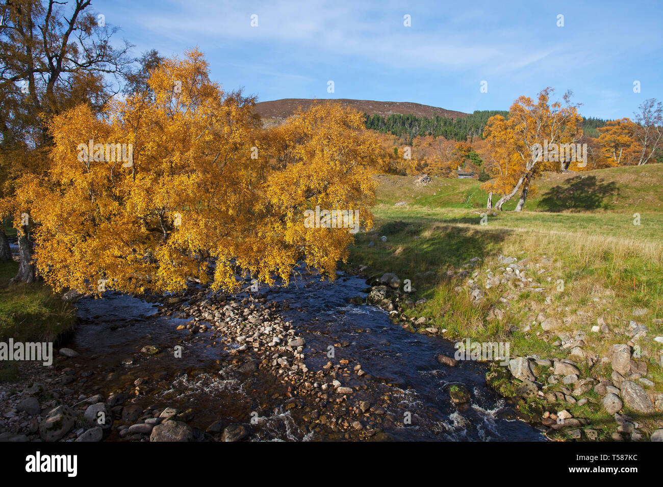 Argento Betual betulla pendula over the Glen Mazeran River Glen Mazeran Strathdearn Monti Monadhliath Highland Regione Scozia UK Ottobre 2015 Foto Stock