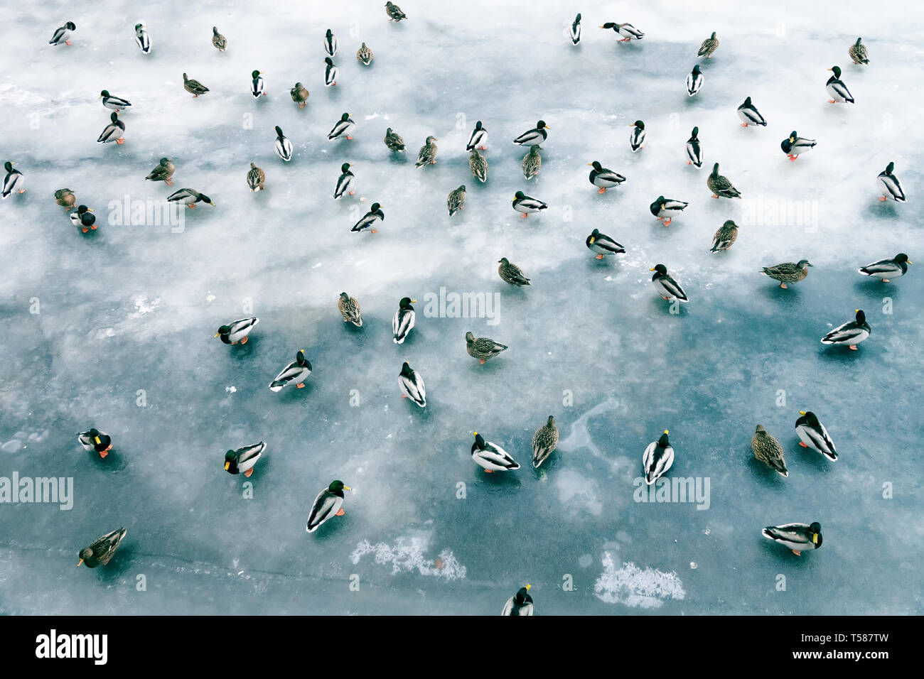 Grande accumulo di anatre in inverno sul ghiaccio del serbatoio. Germani reali in branchi sullo svernamento di numerose specie di uccelli Foto Stock