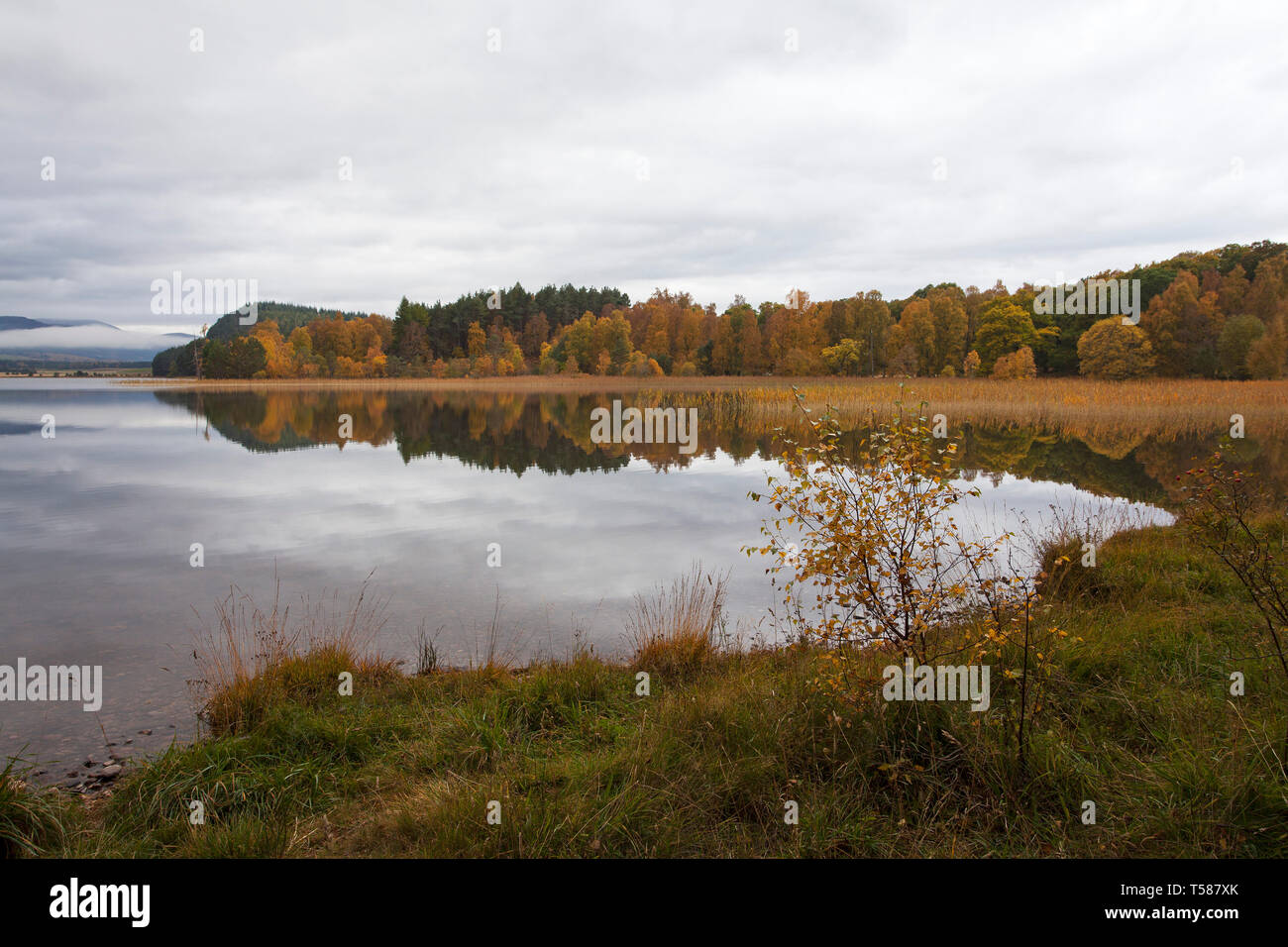 Loch Pityoulish e riflessioni Rothiemurchus Estate Highland Regione Scozia UK Ottobre 2016 Foto Stock