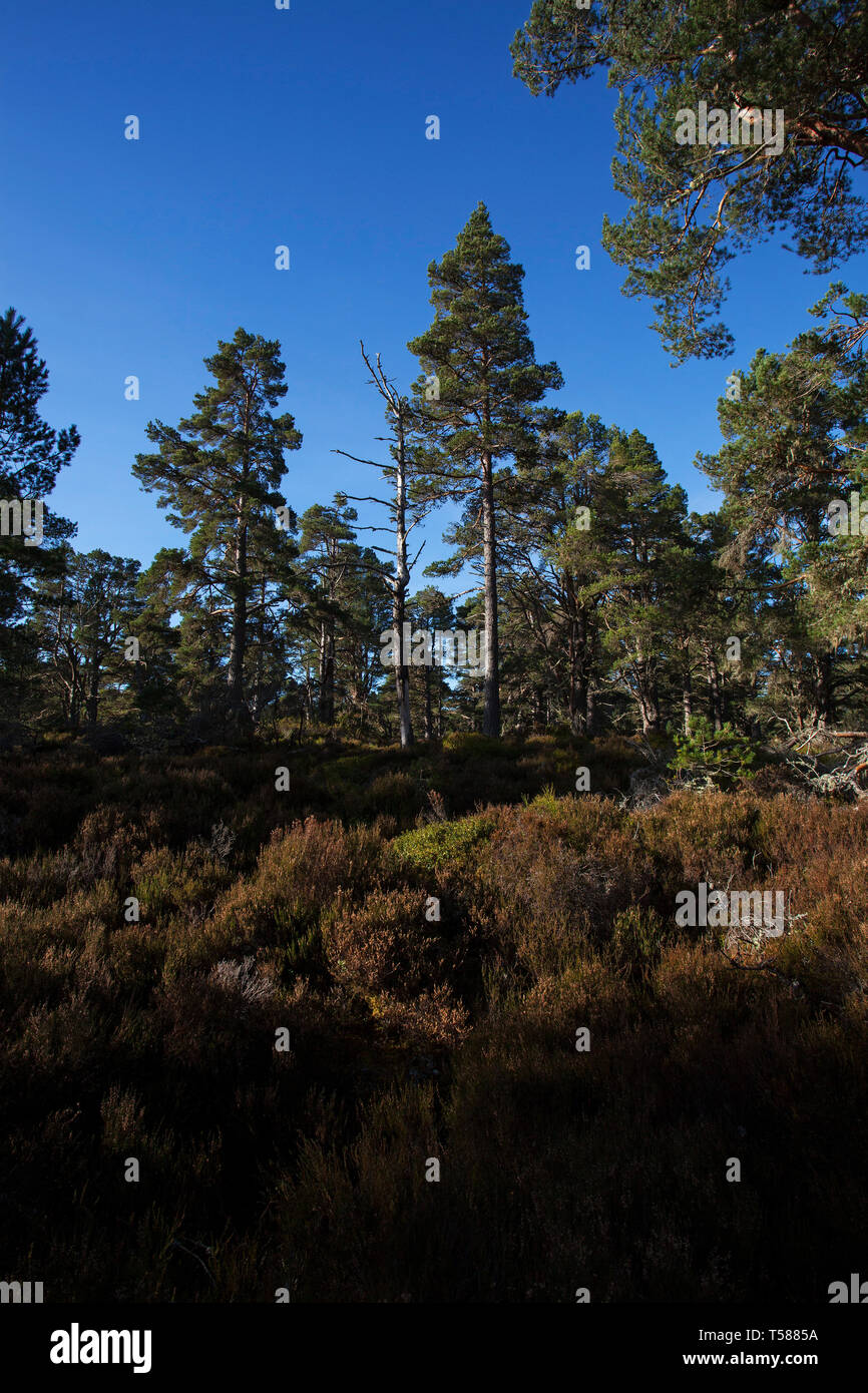 Caledonian antica pineta Abernethy Forest Riserva Naturale Nazionale di Strathspey regione delle Highlands Scozzesi Marzo 2017 Foto Stock