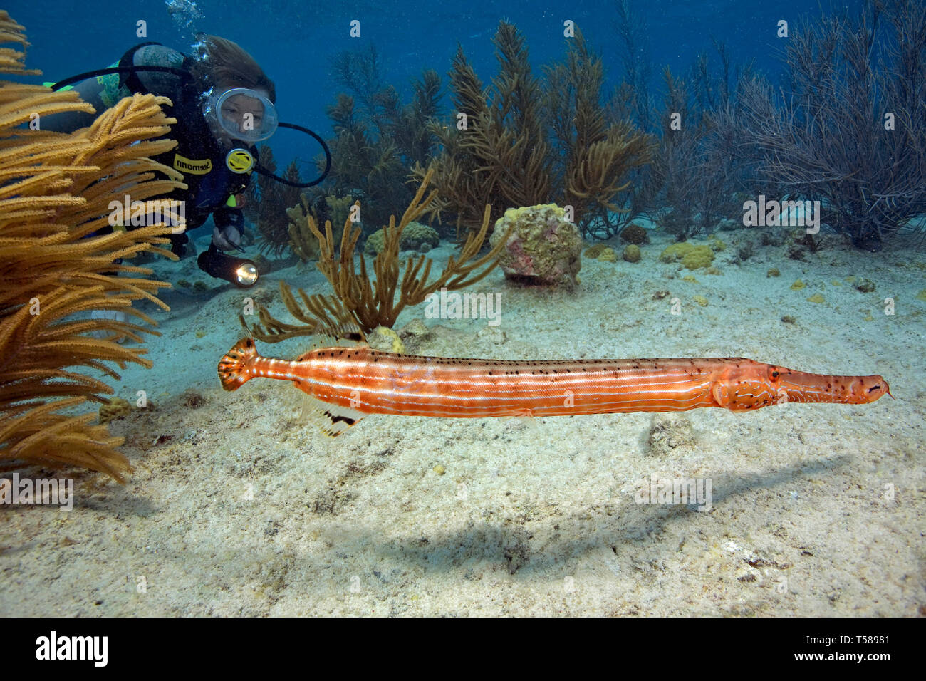 Atlantico occidentale trumpetfish o Trumpetfish (Aulostomus maculatus) e scuba diver, Bonaire, Antille olandesi, Caraibi Foto Stock