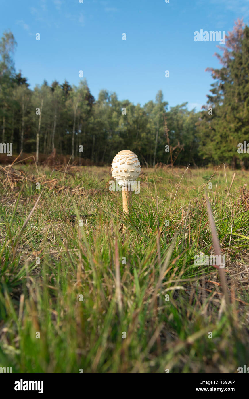 Il fungo ombrellino di de Macrolepiota procera o Lepiota procera è un basidiomicete fungo Foto Stock