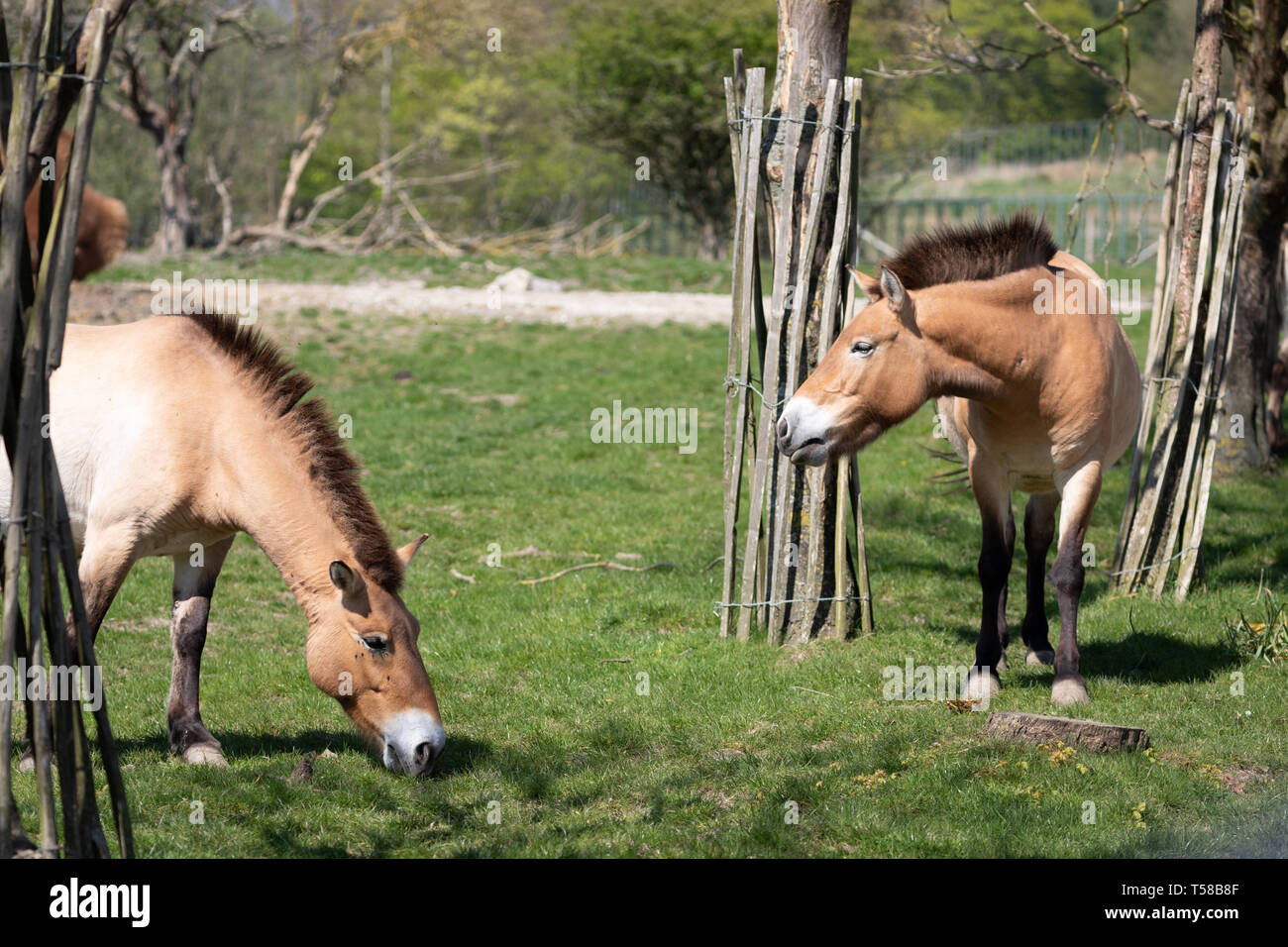 Porte Lympne Foto Stock