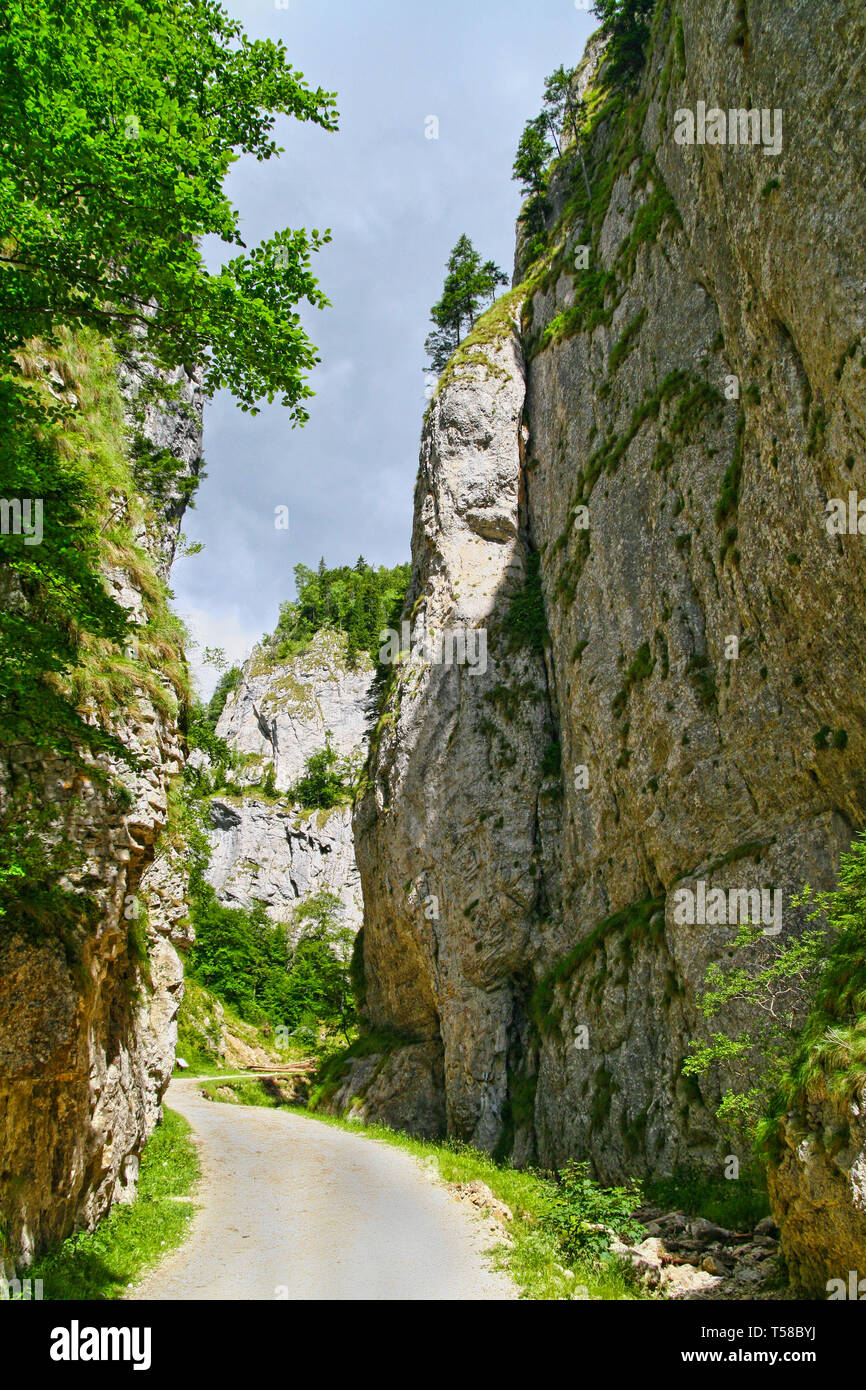 Parete di roccia che confinano con la valle (gamma alta tra 100 e 200m.) in Zarnesti Gorges (precipizio di Zarnesti), Carpazi romeni Foto Stock