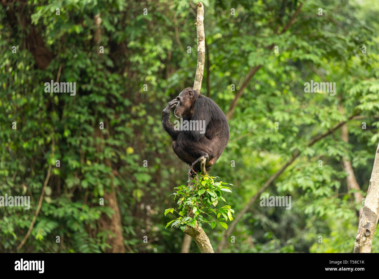 Nigeria-Cameroon maschio di uno scimpanzé in una struttura ad albero nella giungla Buanchor, Afi montagna, Nigeria meridionale Foto Stock