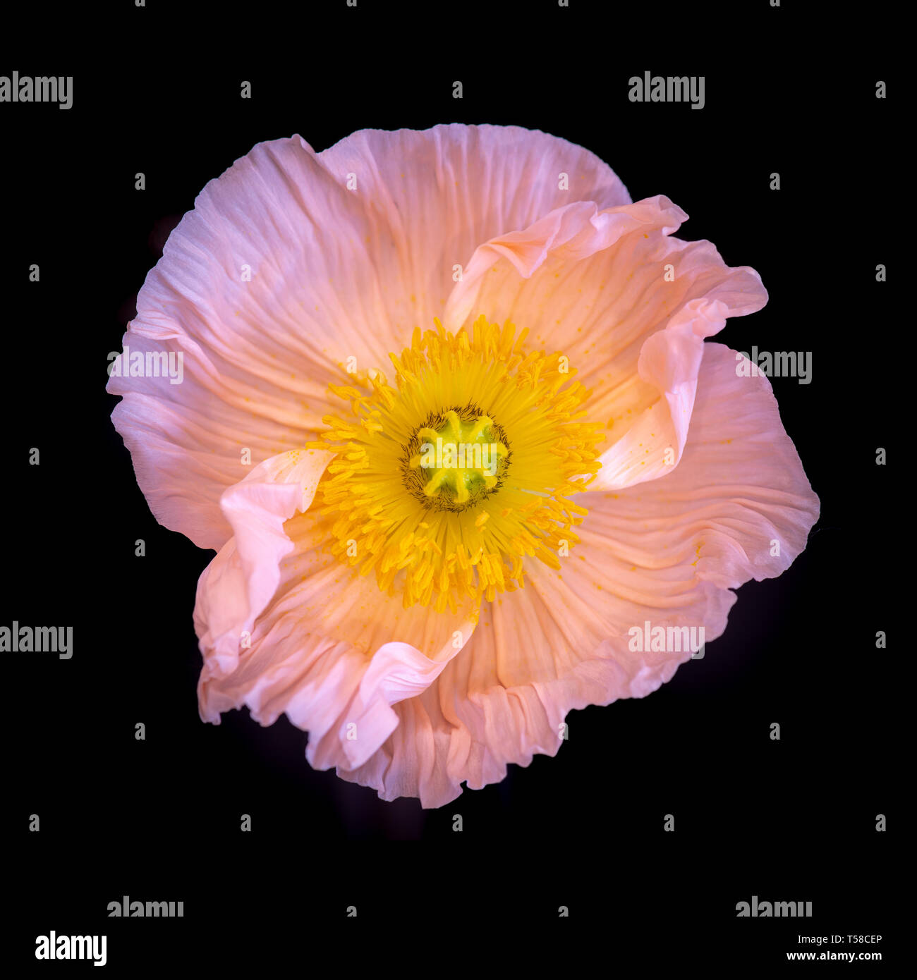 Floral arte still life dettagliate macro di colore di un singolo isolato ampia aperta rosa luminoso giallo Islanda poppy blossom isolati su sfondo nero Foto Stock