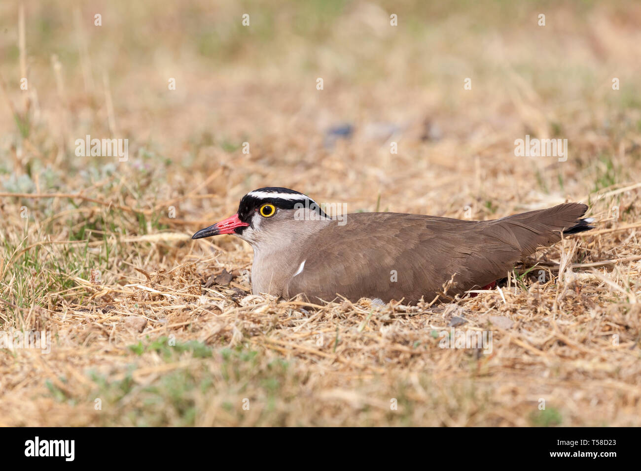 Crowned Plover o coronato Pavoncella (Vanellus coronatus) sull'erba in primavera, Western Cape, Sud Africa incubando femmina sul nido nel terreno Foto Stock