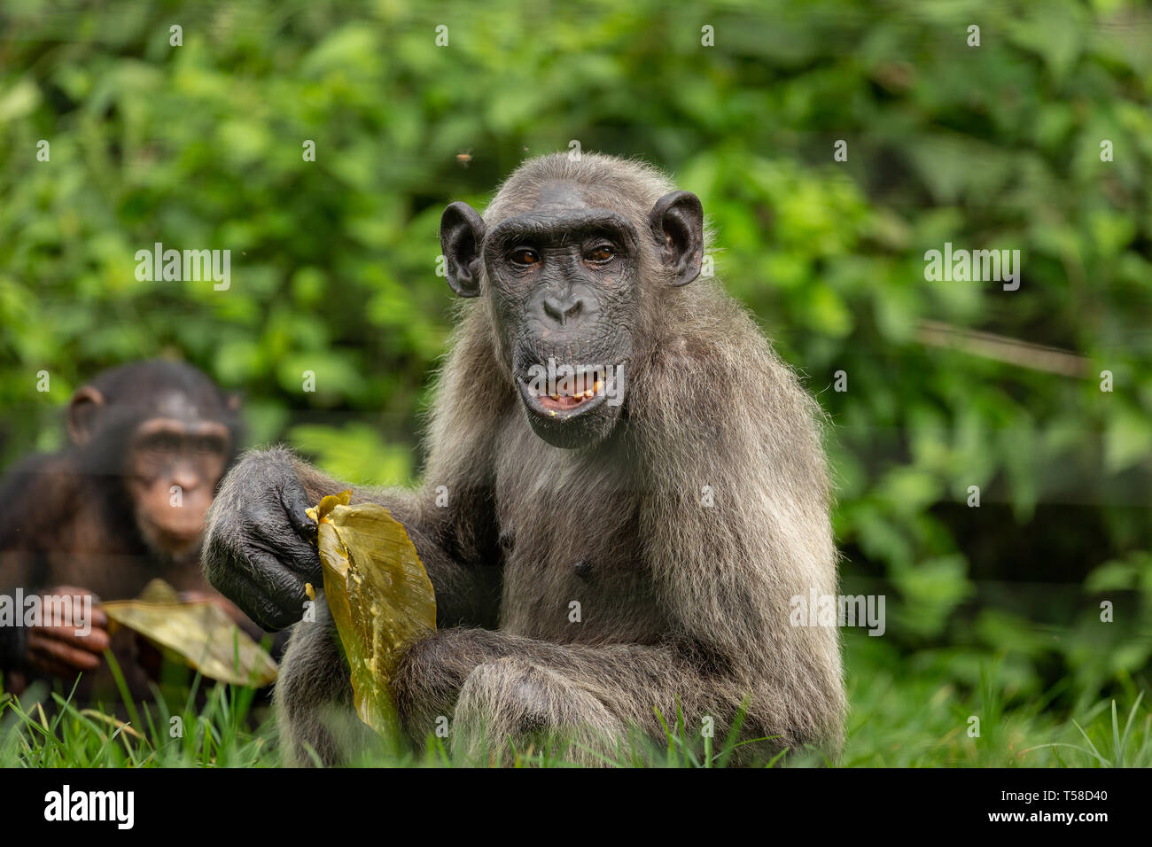 Anziani Nigeria-Cameroon scimpanzé nella giungla Buanchor, Afi montagna, Nigeria meridionale Foto Stock