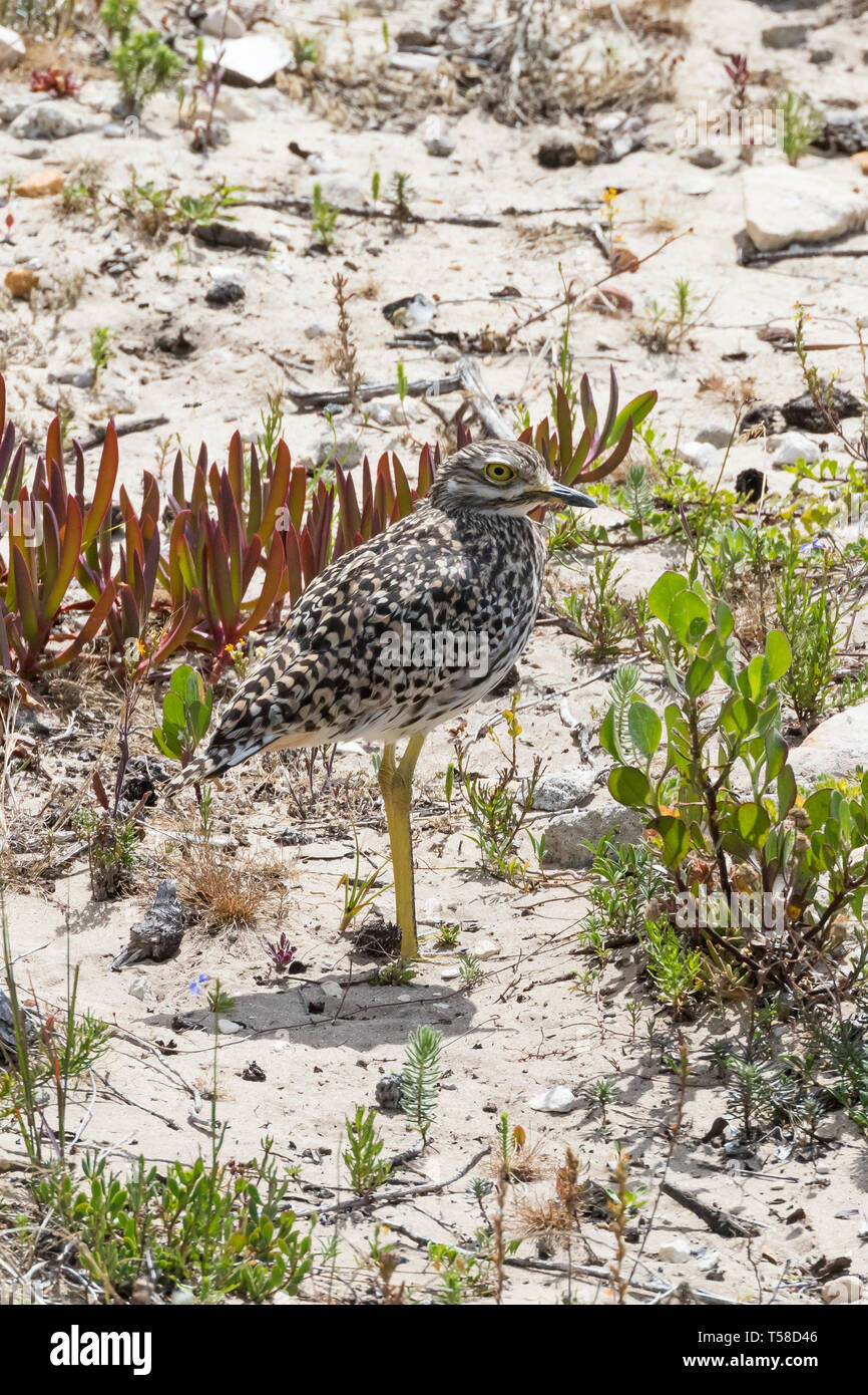 Avvistato Dikkop, spessa-ginocchio, (Burhinus capensis) in piedi in costiera la vegetazione fynbos su una duna di sabbia, Western Cape, Sud Africa, in habitat naturali Foto Stock