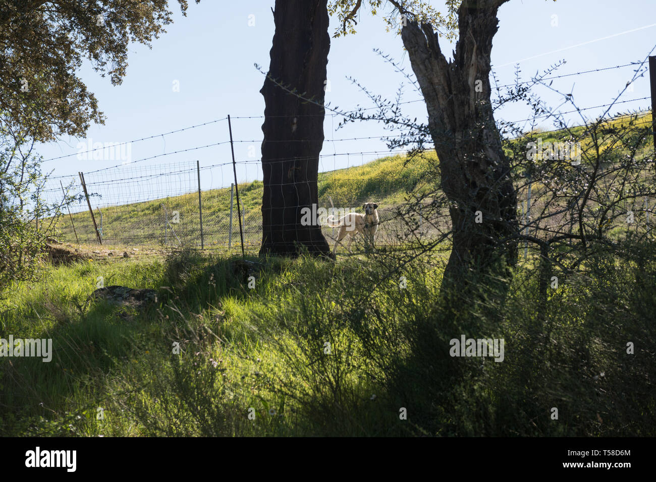Un bianco di origine ispanica mastiff tra due alberi mantiene una terra vicino Grimbaldo Foto Stock