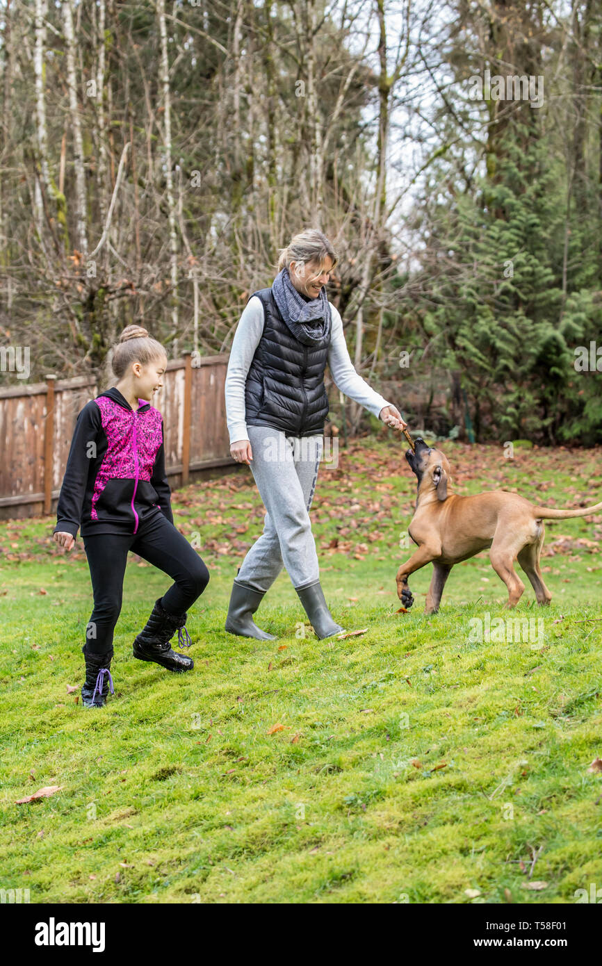 Issaquah, Washington, Stati Uniti d'America. Quattro mesi Ridgeback rhodesiano cucciolo "Ted' giocando tug con un bastone con il suo proprietario e un ragazzino di 10 anni ragazza. (PR) (MR) Foto Stock