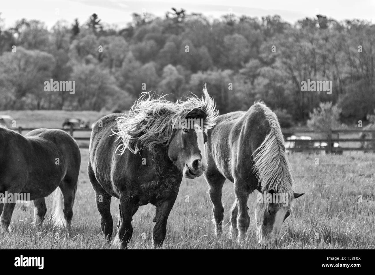 Un progetto belga cavallo (Equus caballus Feus) ha la sua mane tossled dal vento Foto Stock