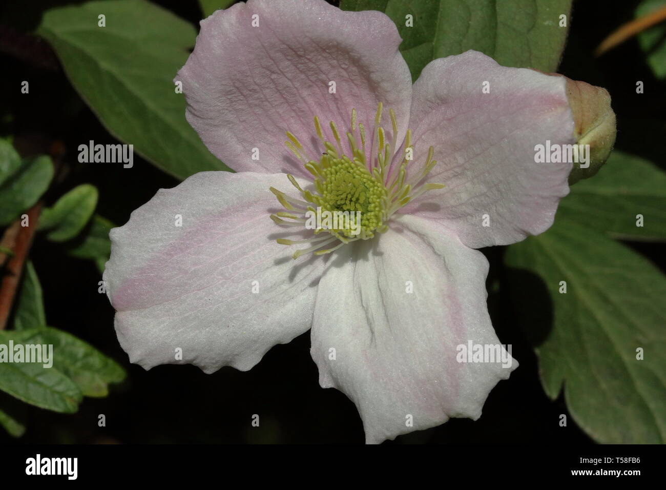 La clematide (Montana Rubens) fiore Foto Stock