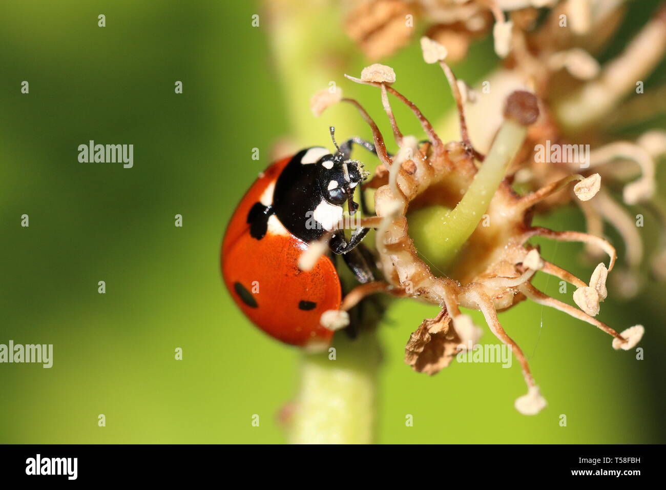 Sette spot ladybird (Coccinella septempunctata ) su un antico fiore Foto Stock