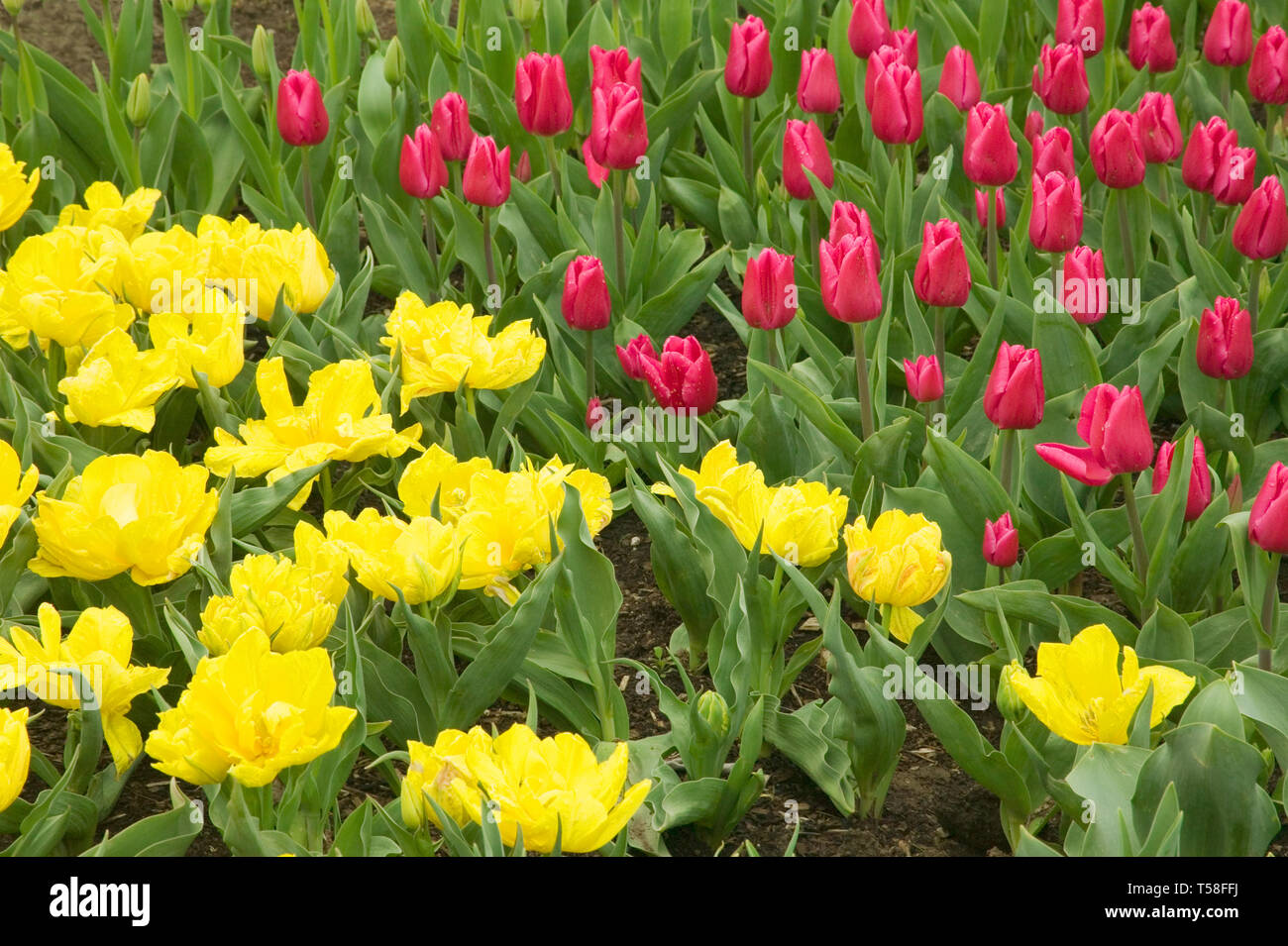 Mount Vernon, Washington, Stati Uniti d'America. Natale Marvel (rosso) e Monte Carlo (giallo) tulipani. Foto Stock