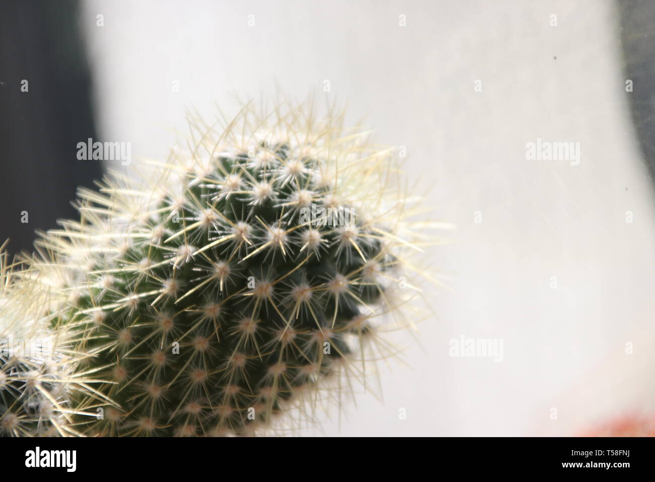 Trichocereus pasacana pianta di cactus con spine a casa Foto Stock