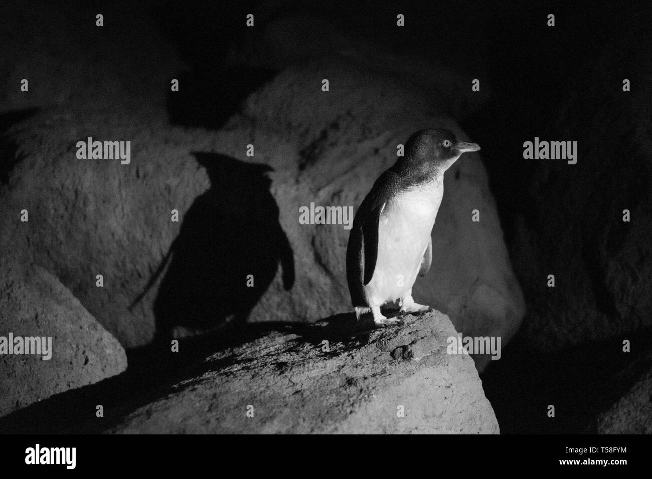 Pinguino in piedi su una roccia sotto i riflettori Foto Stock
