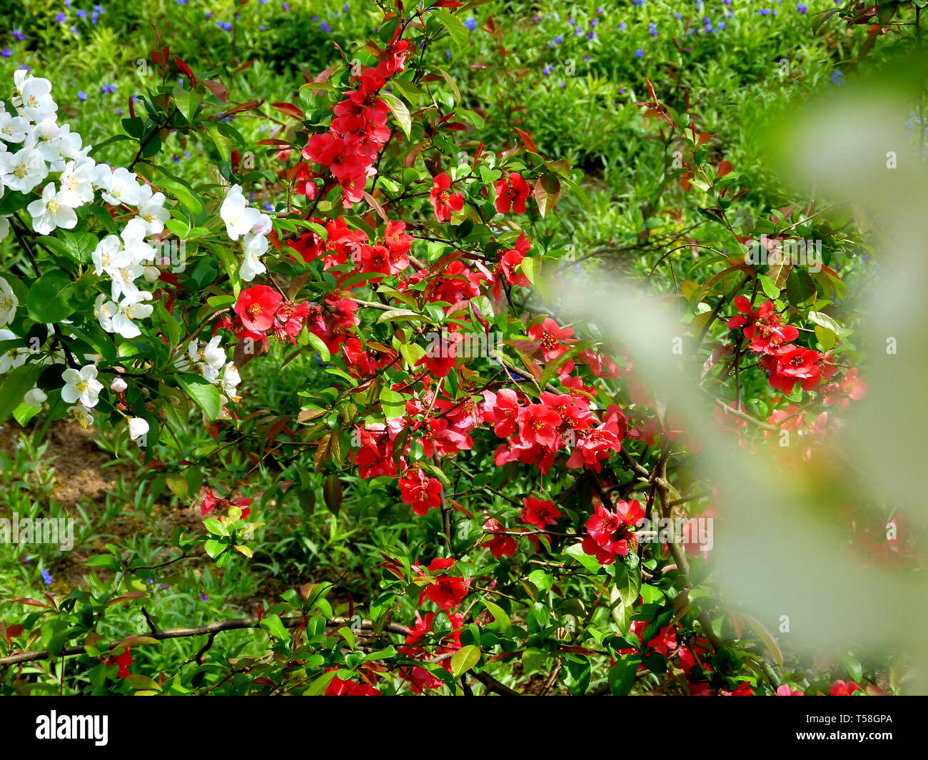 Fiore rosso cotogne ornamentali con sfondo verde Foto Stock