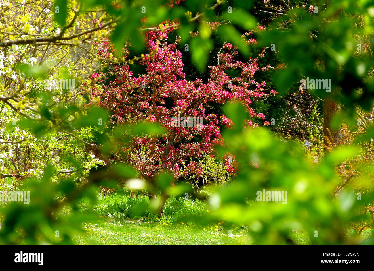Giardino ornamentale in primavera Foto Stock