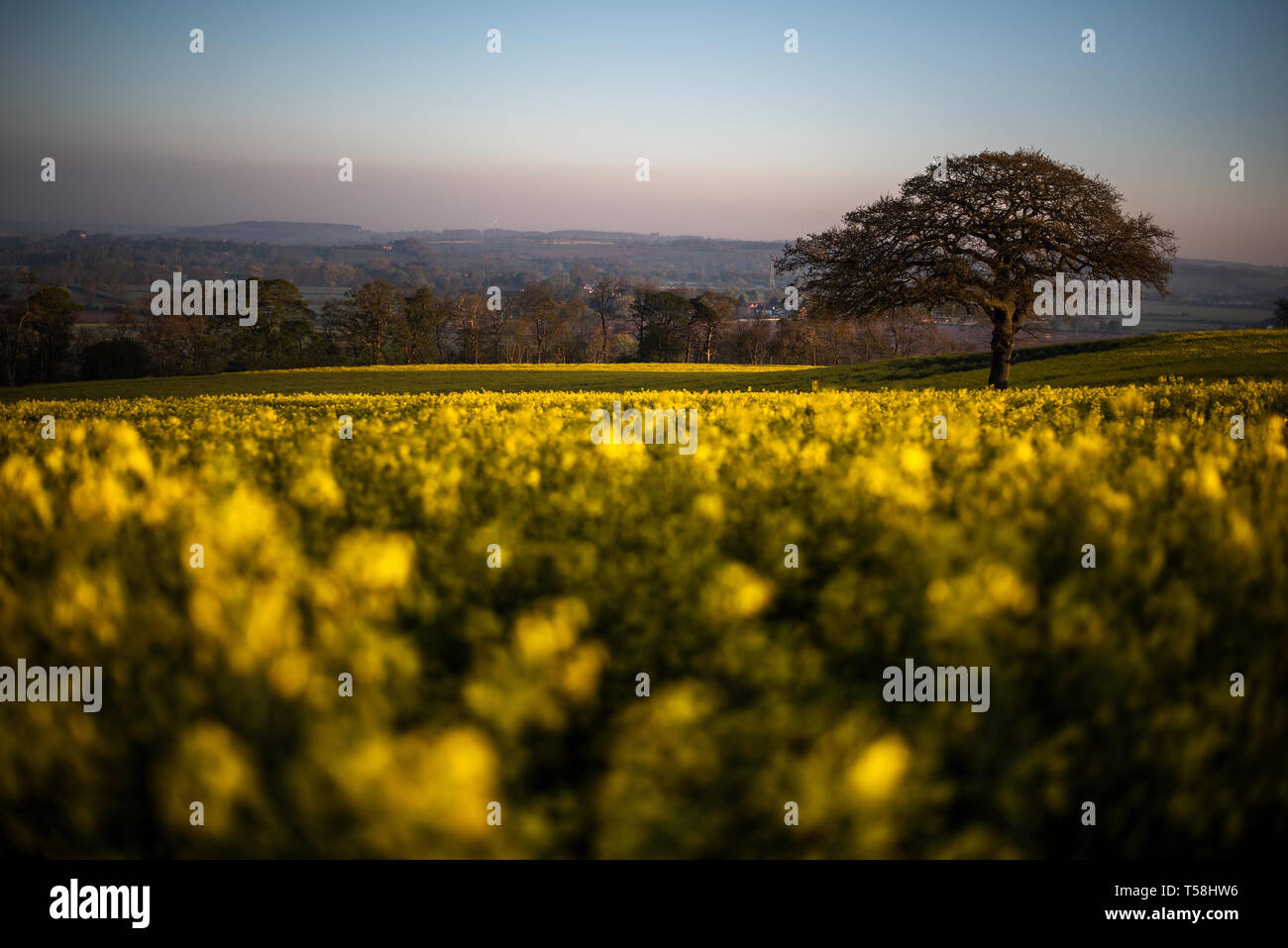 La mattina presto luce solare su campi di colza in Oriente Bridgford, Nottinghamshire, come il Regno Unito continua a godere il caldo clima di Pasqua. Foto Stock