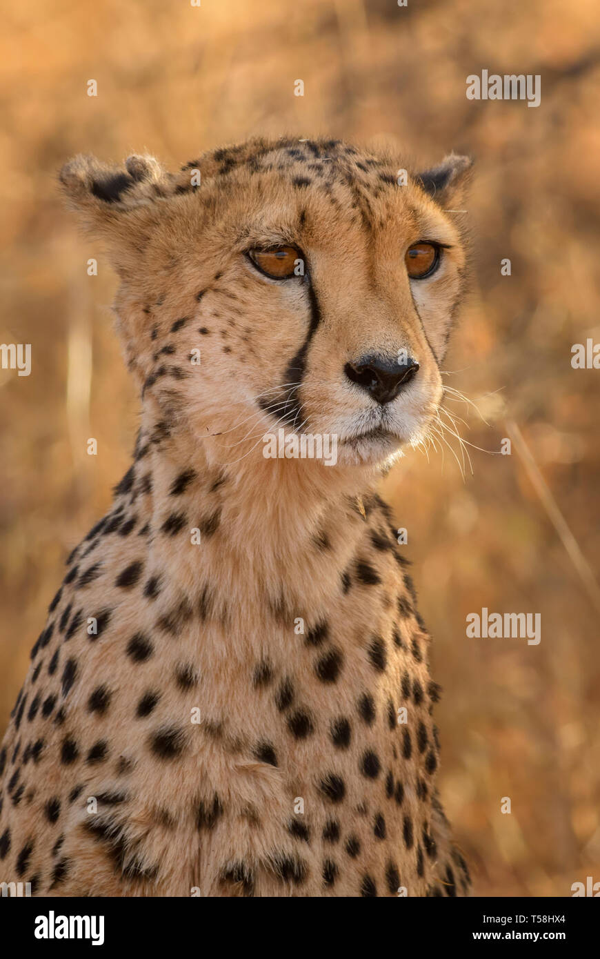 Cheetah - Acinonyx jubatus, bella carnivori da cespugli di africani e savane, Namibia. Foto Stock