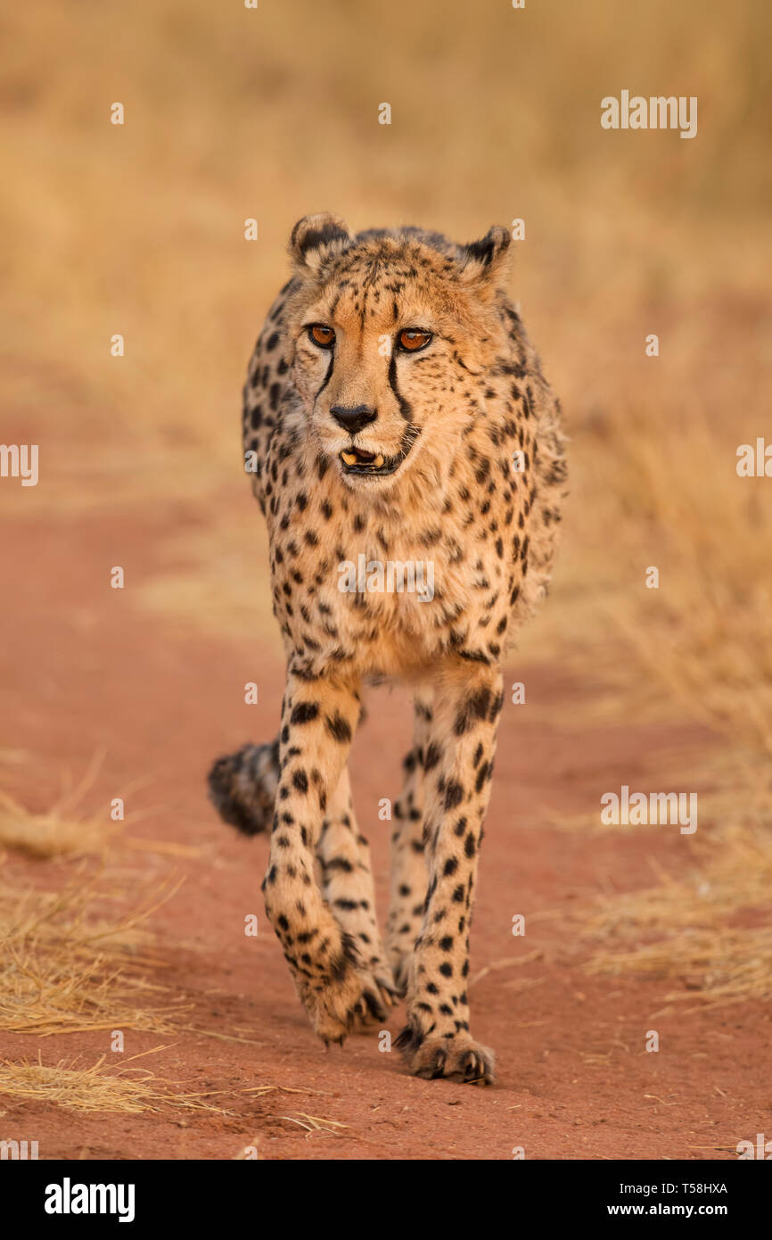 Cheetah - Acinonyx jubatus, bella carnivori da cespugli di africani e savane, Namibia. Foto Stock