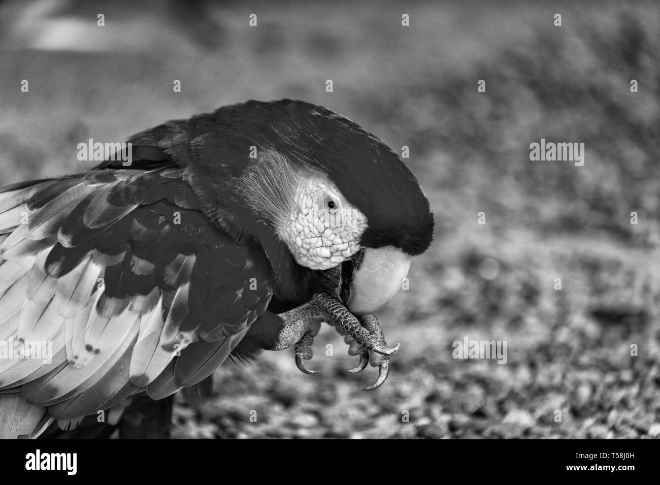 Bella carino buffo uccello di selvaggina di penna rossa pappagalli ara all'esterno sul verde sfondo naturale Foto Stock