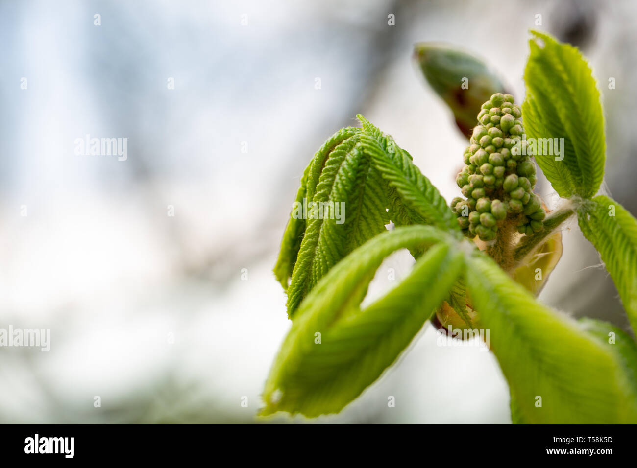 Bud su un albero di ippocastano in primavera, modesto foglie di castagno in primavera. Bright Foglie verdi vicino. Sfondo per la molla screensaver sul telefono. r Foto Stock