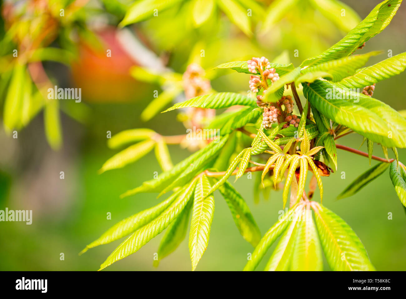 Il verde castagno foglie in luce del sole di primavera sfondo sfocato con fresche foglie verdi di ippocastano Foto Stock