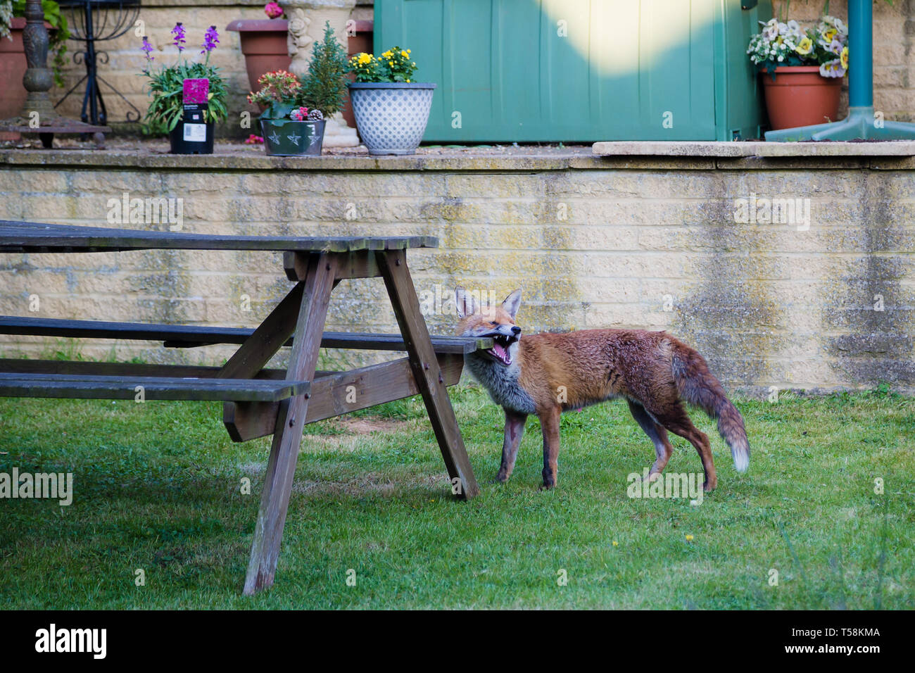 Gravesend Kent. Regno Unito. Una volpe in un giardino inglese inizia a masticare il sedile in legno di un banco di picnic. Foto Stock