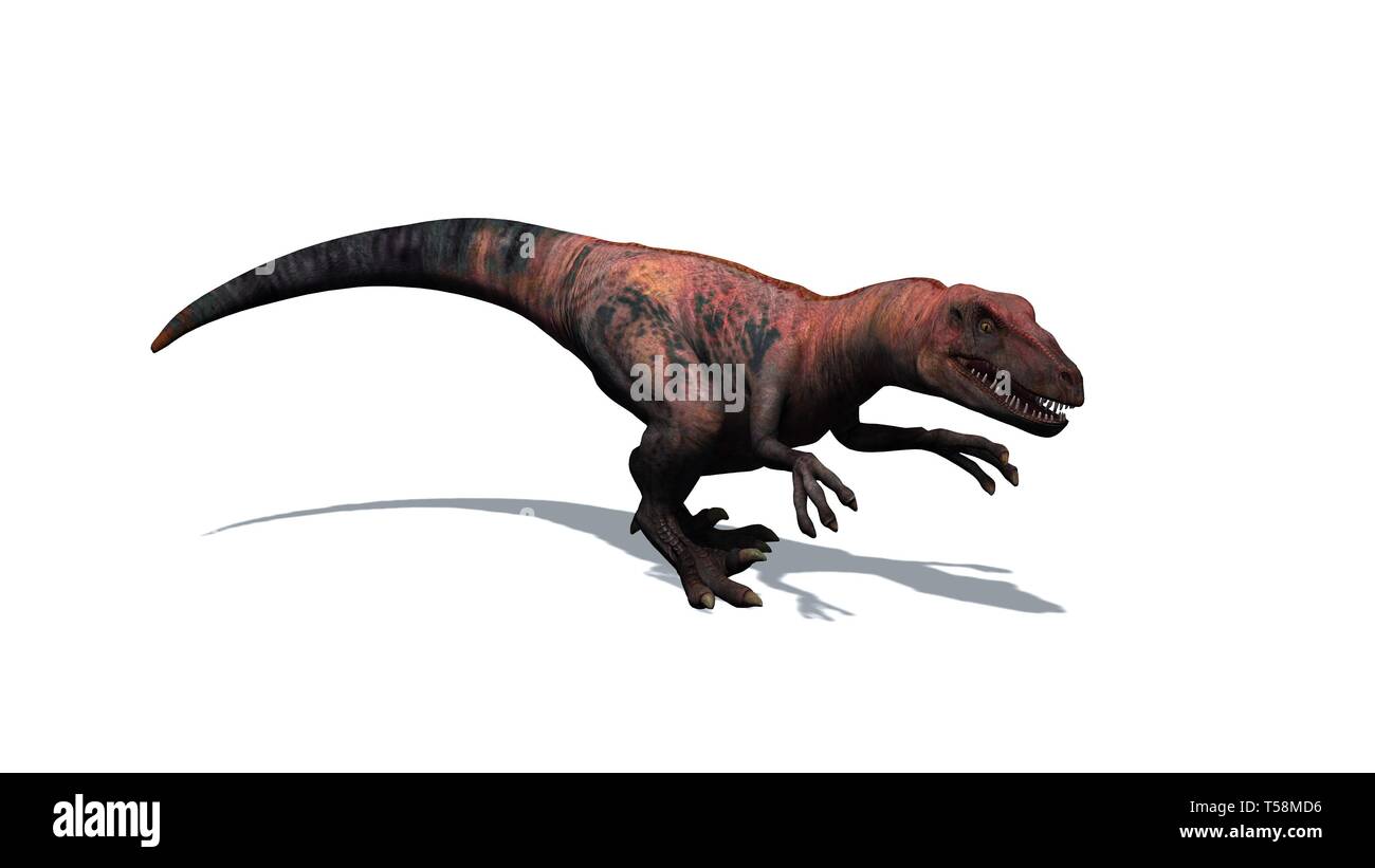 Dinosauro - Velociraptor - a due gambe, predator con una lunga coda rigida  - isolato su sfondo bianco - 3d rendering Foto stock - Alamy