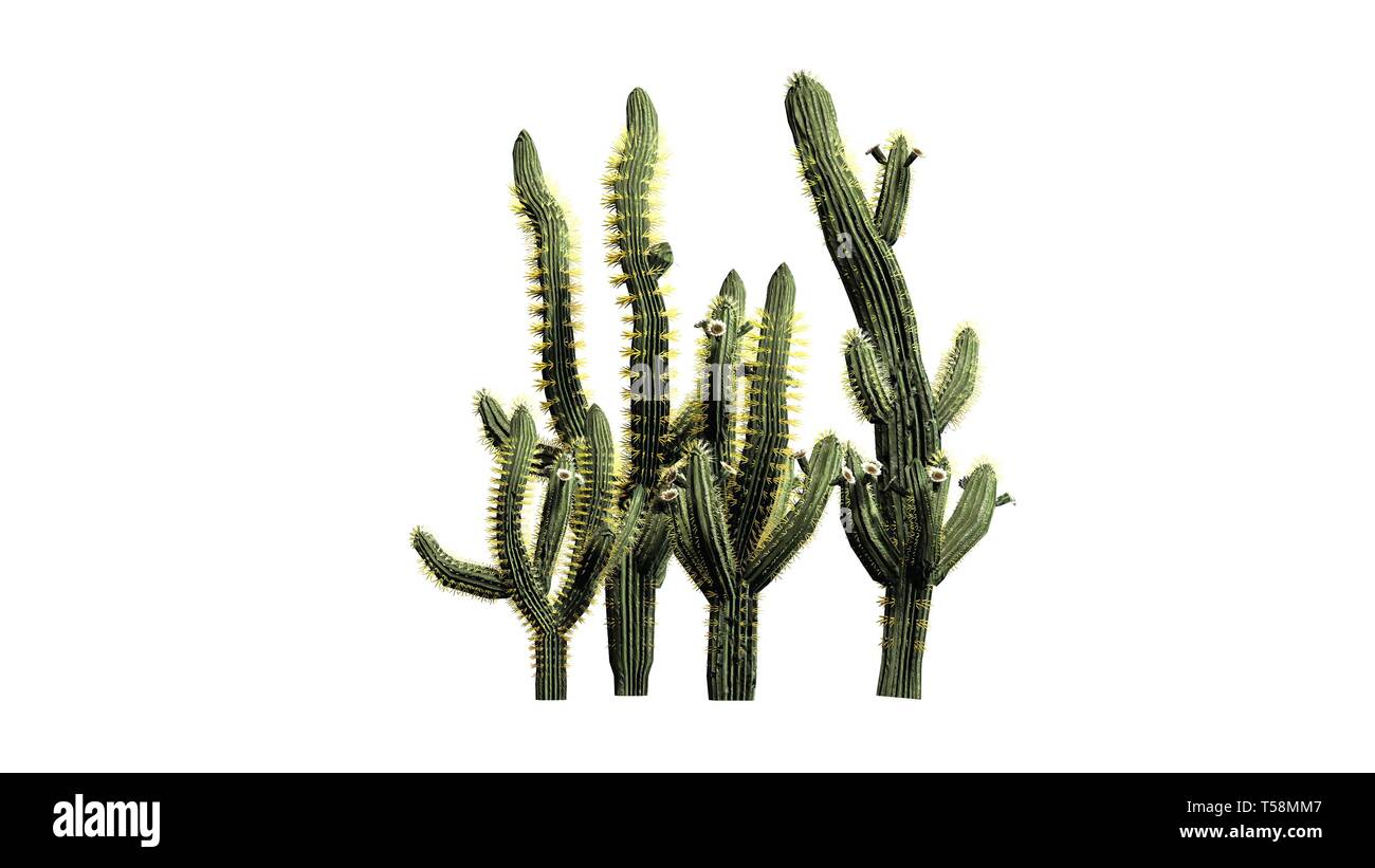 Diversi cactus Saguaro piante - isolato su sfondo bianco Foto Stock