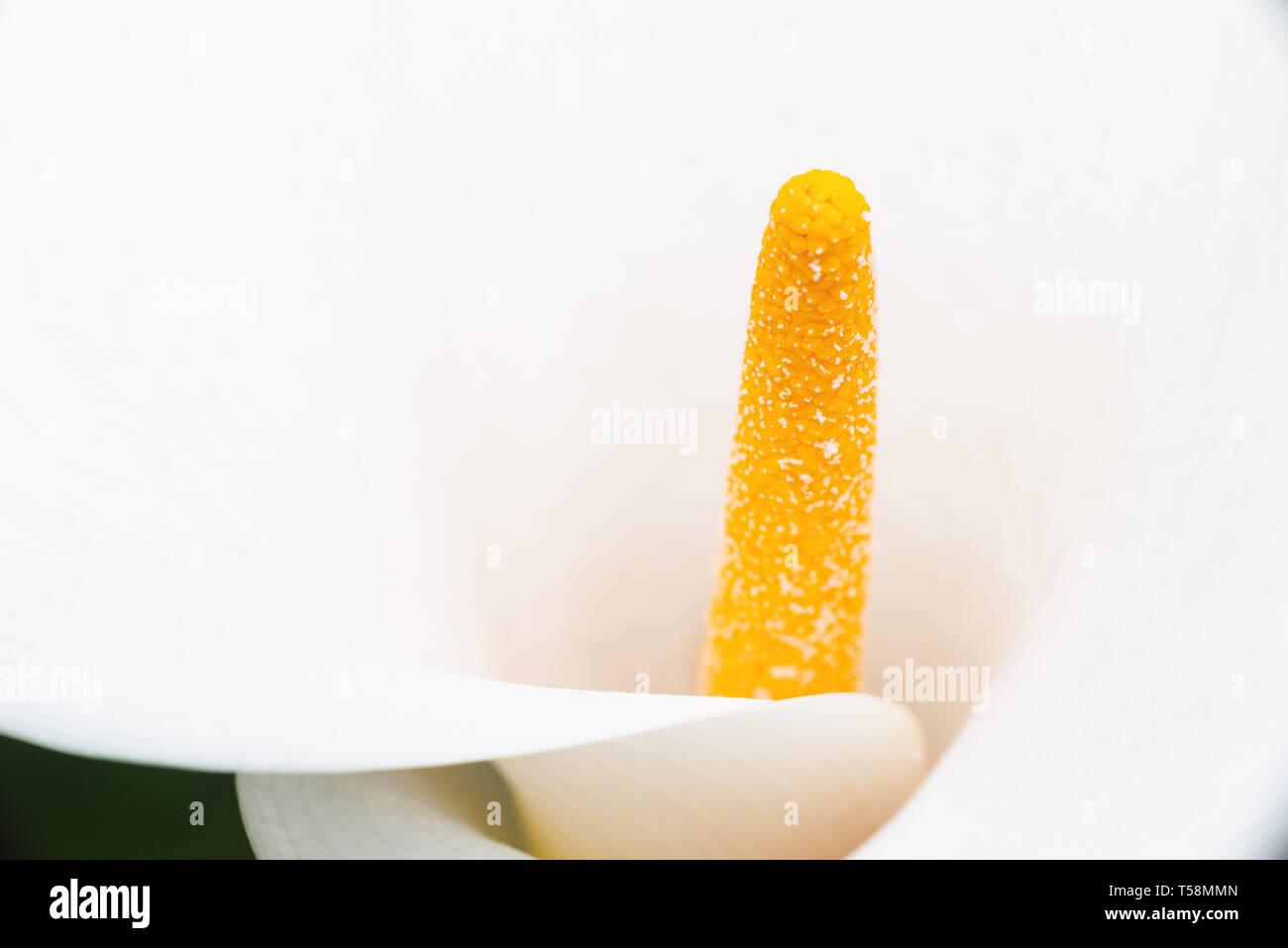 White calla lily macro shot Foto Stock