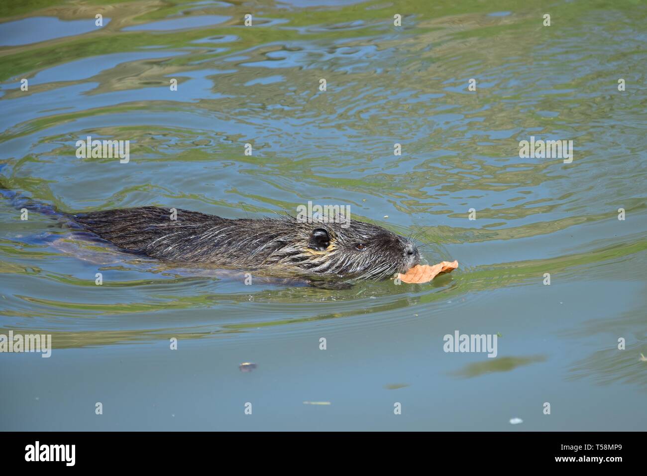 Una nutria nuotare in un laghetto e mangiare un secco foglia marrone. Foto Stock