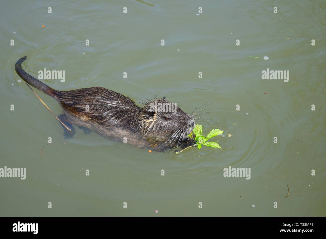 Una nutria nuotare in un laghetto e mangiare un fresco foglie di castagno. Foto Stock