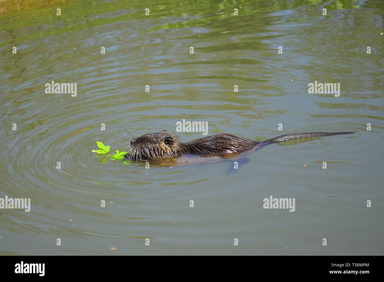 Una nutria nuotare in un laghetto e mangiare un fresco foglie di castagno. Foto Stock